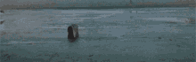 a dog is running on a concrete surface with a blurred background