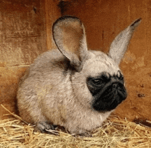 a pug that looks like a rabbit is sitting on a pile of hay