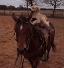 Riding A Horse Horse Ride GIF - Riding A Horse Horse Ride Saddle Up GIFs