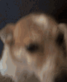 a close up of a brown and white dog 's face with a blurry background