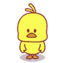 hi ho duck duckling looking