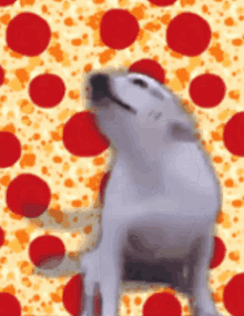 Kaukkakanom Pergunte Ao Gato Pizza GIF - Kaukkakanom Pergunte Ao Gato Pizza Cachorro GIFs