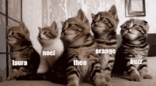 a group of kittens are sitting next to each other and one of them has the name theo on it .