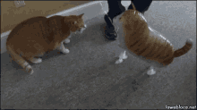 Katze Cat GIF - Katze Cat Claw GIFs