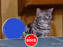 Cat Kitty GIF - Cat Kitty Ping Pong GIFs