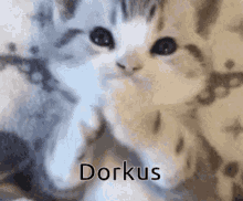 Dorkus Cat GIF - Dorkus Cat GIFs