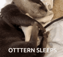 longdripseason otters otter sleeping