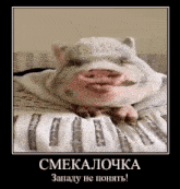 a pig with a big nose is laying on a bed with a poster in russian .