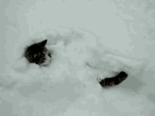 Chillin GIF - Cats Cat Snow GIFs
