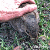 Petting A Squirrel Viralhog GIF - Petting A Squirrel Viralhog Good Squirrel GIFs