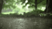 Nature Raining GIF