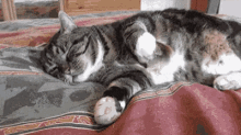 Cats Cat Nap GIF - Cats Cat Nap GIFs