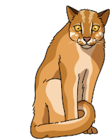 Wild Cat Asiatic Golden Cat Sticker - Wild Cat Asiatic Golden Cat Temmincks Cat Stickers