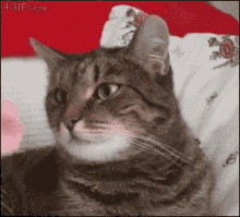 Cat Scared GIF - Cat Scared Ribbon GIFs