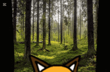 a picture of a forest with a fox 's face in the foreground