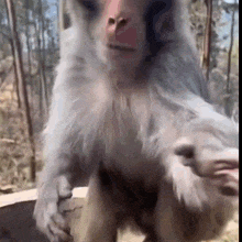 a close up of a monkey standing on its hind legs looking at the camera .