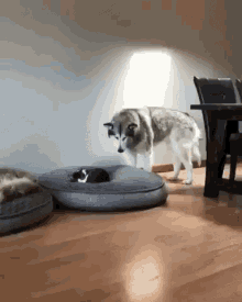 Small Bed GIF - Small Bed Small Bed GIFs