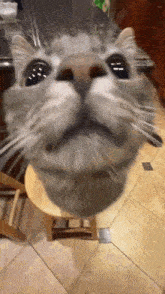 a cat is sitting on a wooden stool looking up at the camera