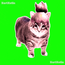 a cat with a bun on its head is on a green screen with the name kertxetin below it