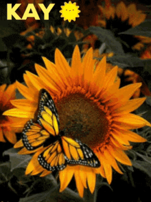 Kay Sunflower GIF - Kay Sunflower Butterfly GIFs