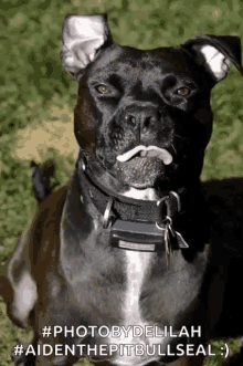 Tongueout Adoptdontshop GIF - Tongueout Adoptdontshop Dogs GIFs