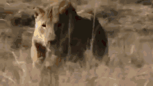 Jump Of Lion + Africa Sunrise GIF - Lion Female Lion Jump GIFs