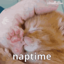 Smallbur Kitty GIF - Smallbur Kitty Naptime GIFs