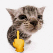 Gatito Cat Meme GIF - Gatito Cat Meme Cat GIFs
