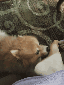 Dog Kisses GIF - Dog Kisses Feet GIFs