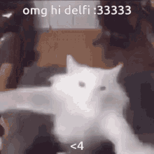 Delfi Omg Hi Delfi GIF - Delfi Omg Hi Delfi Delfino43 GIFs