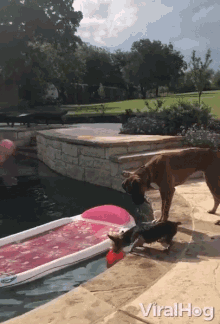 dog pool floaties yorkshire terrier viral hog