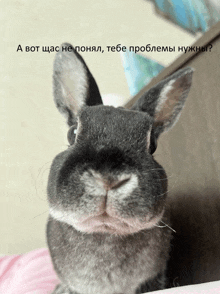 a close up of a rabbit 's face with the words " a bot chas he ponyal " below it