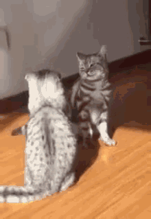Cats Fighting GIF - Cats Fighting Body Slam GIFs