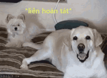 Giỡn Mặt Với Chế GIF - Dog Wagtail Tail GIFs