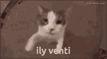 Ily Venti GIF - Ily Venti Xiaocat GIFs