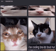 Cooling Bra Idc Bout Nun GIF - Cooling Bra Idc Bout Nun Cat GIFs