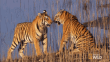 Tigers Sparring Cubs Will Be Cubs GIF - Tigers Sparring Cubs Will Be Cubs Secret Life Of Tigers GIFs