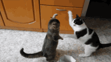 кошки воспитание GIF - кошки воспитание побью GIFs