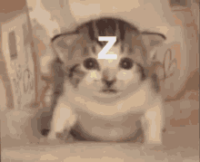 Z Cat GIF - Z Cat GIFs