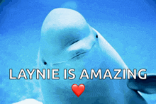 a dolphin with the words laynie is amazing above it