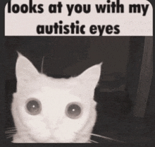 a cat looks at you with autistic eyes