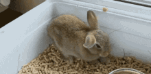 Sleep Bunny GIF - Sleep Bunny Rabbit GIFs