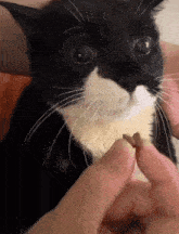 Cat Tuxedo Cat GIF - Cat Tuxedo Cat Stantwt GIFs