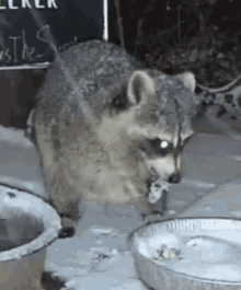 Wildlifecam Raccoon GIF - Wildlifecam Raccoon Trash Panda GIFs