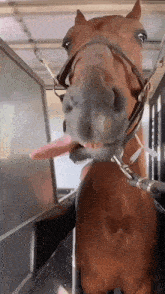 Horse Animal GIF - Horse Animal Funny GIFs