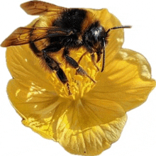 Bee On Flower Yellow Flower GIF