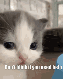 Cord Cat Blink Dontblinkifyouneedhelp GIF - Cord Cat Blink Dontblinkifyouneedhelp GIFs