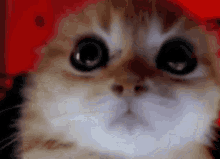 Cat Rage Diamantete GIF - Cat Rage Diamantete GIFs