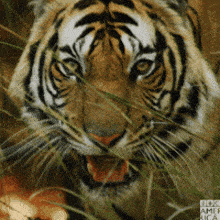a close up of a tiger 's face with bbc america written on the bottom right