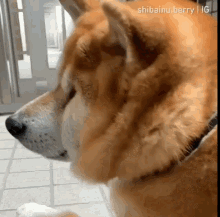 Seriously Whatever GIF - Seriously Whatever Funny Animals GIFs